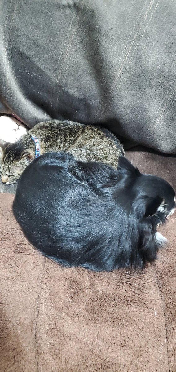 一緒に寝る犬と猫 