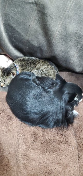 一緒に寝る犬と猫 