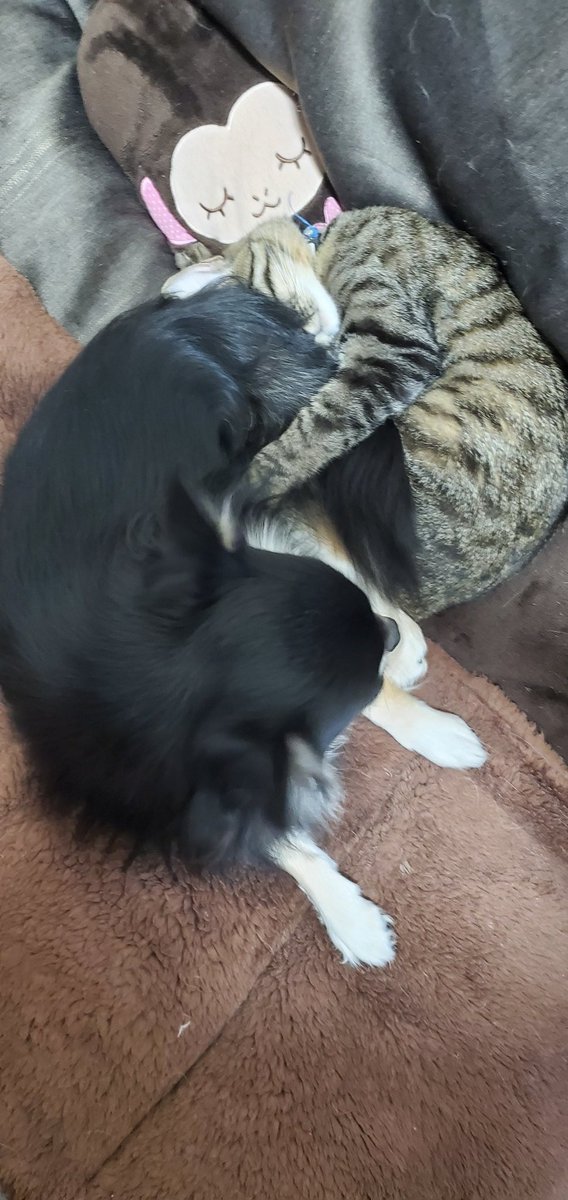 一緒に寝る犬と猫 