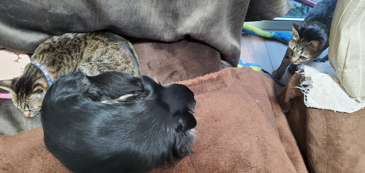 一緒に寝る犬と猫 