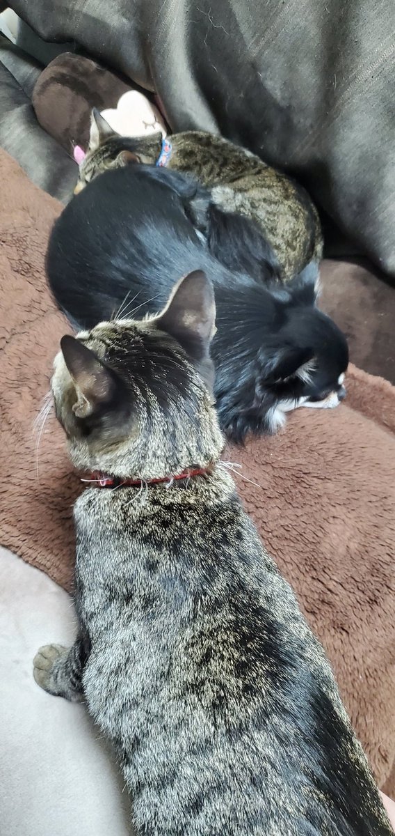 一緒に寝る犬と猫 