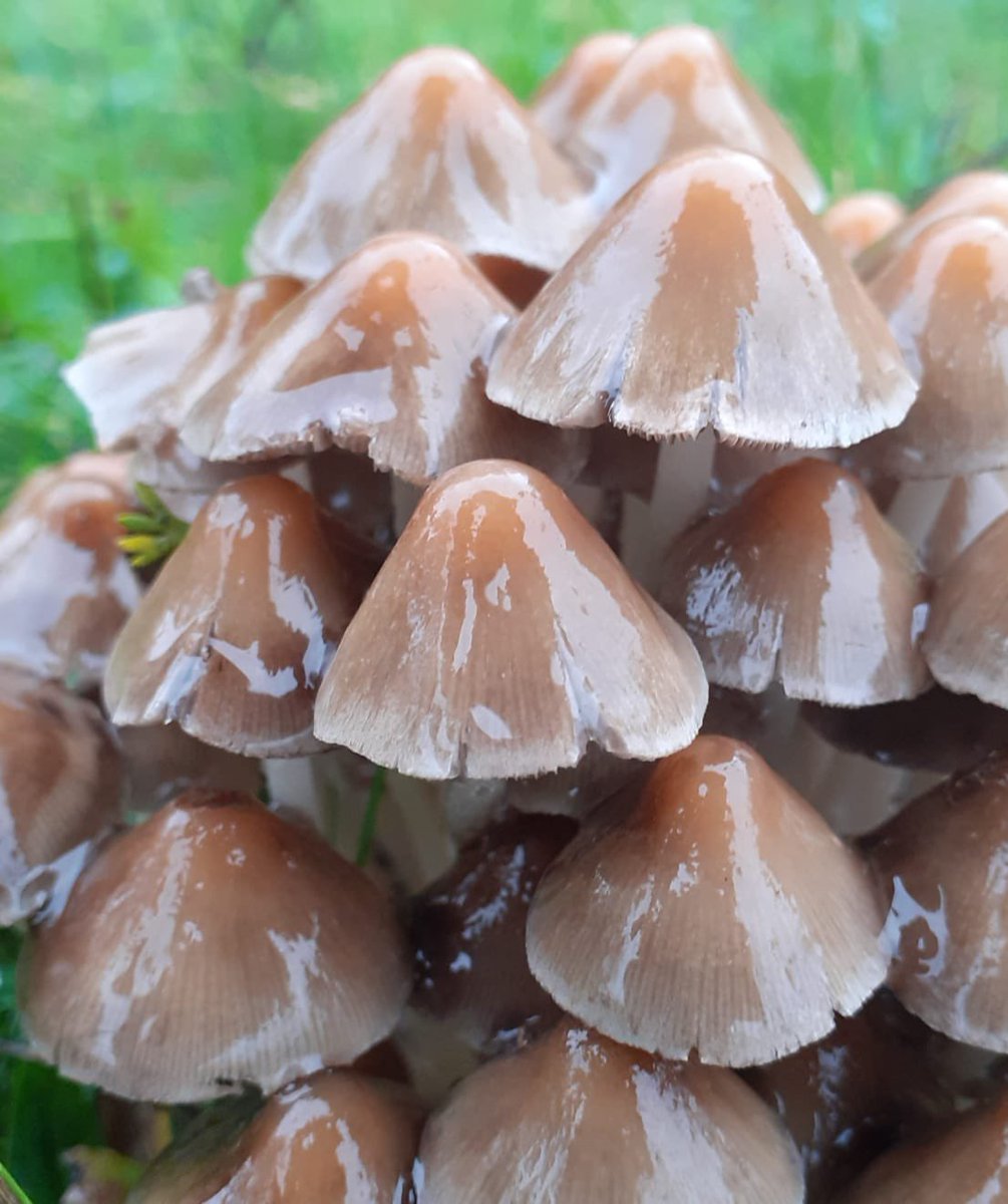 Look at these Fairy Bonnets looking gorgeous in the rain! #natureisbeautiful