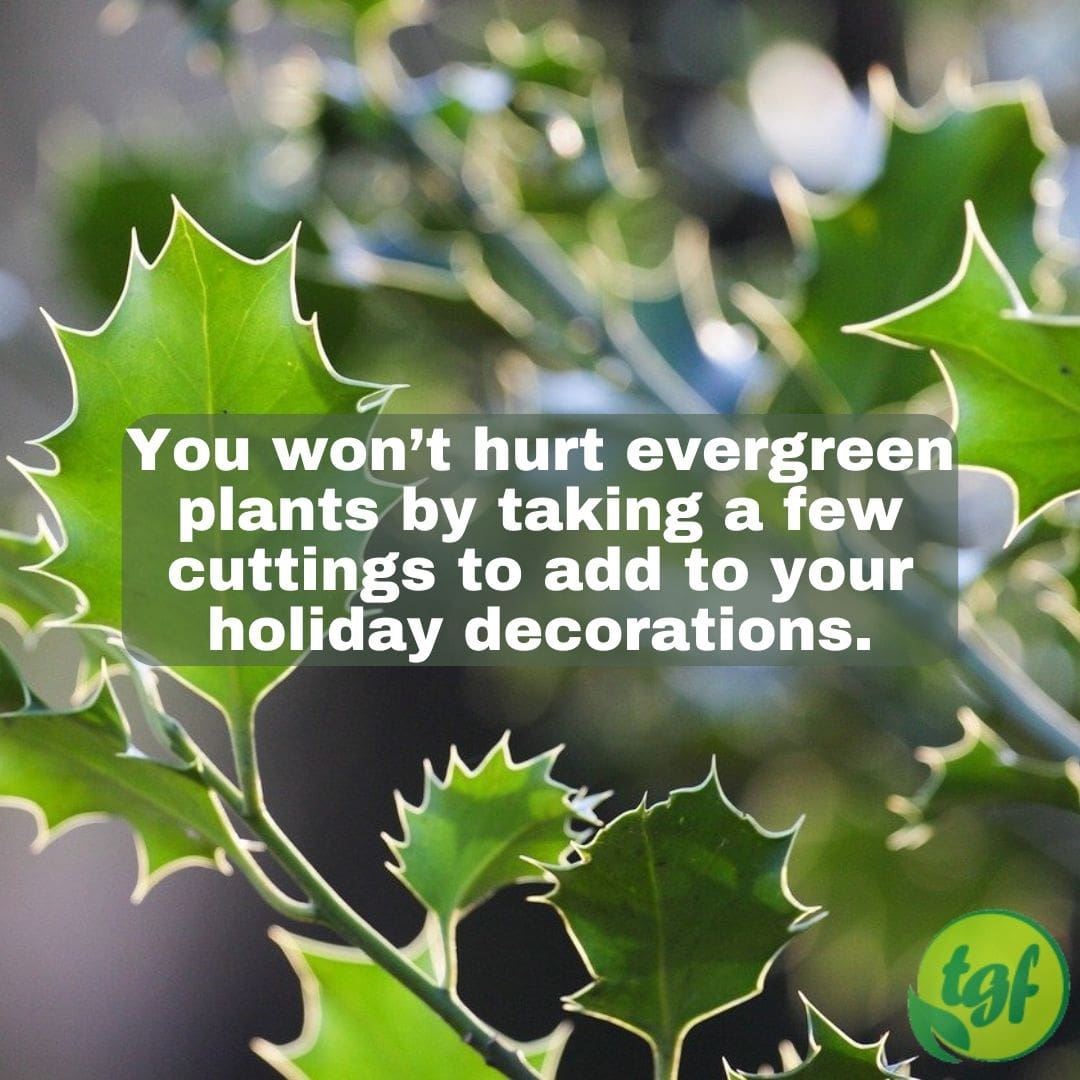 gardenerfriends's tweet photo. You won’t hurt #evergreen plants by taking a few cuttings to add to your #holidaydecorations.
#pruning #gardening #thegardenersfriends #planthealth #whentoprune #evergreens #evergreenplants #cuttings #fall #lightpruning #nofallpruning
https://t.co/HTni0DDmNp via @pinterest https://t.co/2LVL7hckXN