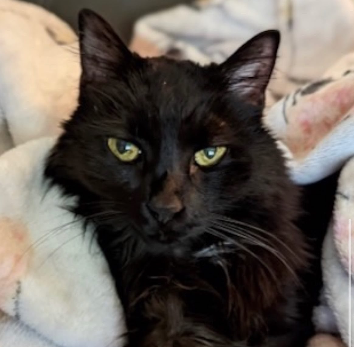 November is Adopt A Senior Pet Month and PAWS has two seniors looking for their forever home:

🐶 Chloe is a small mixed breed who is 10 years young. She is shy but would love to join a family with older teens or an adult only home.
You can meet Chloe anytime at PAWS. [1/2]