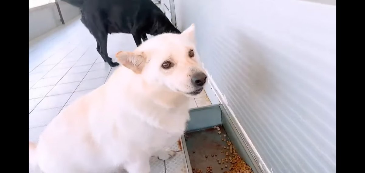 thousandandpets's tweet photo. Pie / Mixed / Boy / Age (6) / 18kg (39.68 lbs) / Vaccinated / Heartworm Negative / Neutered
- He loves food so much!
- Has a round body resembling a harp seal🦭🥰
DM for more info!
#AdoptDontBuy #AdoptDontShop #Gwangjuanimalshelter #Koreandogs #RescueDog #adoptfromabroad https://t.co/DUJx8wLWX9