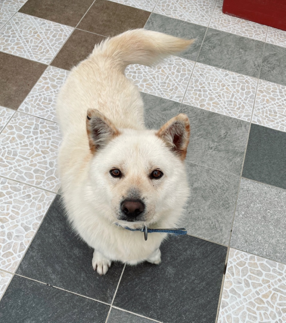 thousandandpets's tweet photo. Pie / Mixed / Boy / Age (6) / 18kg (39.68 lbs) / Vaccinated / Heartworm Negative / Neutered
- He loves food so much!
- Has a round body resembling a harp seal🦭🥰
DM for more info!
#AdoptDontBuy #AdoptDontShop #Gwangjuanimalshelter #Koreandogs #RescueDog #adoptfromabroad https://t.co/DUJx8wLWX9