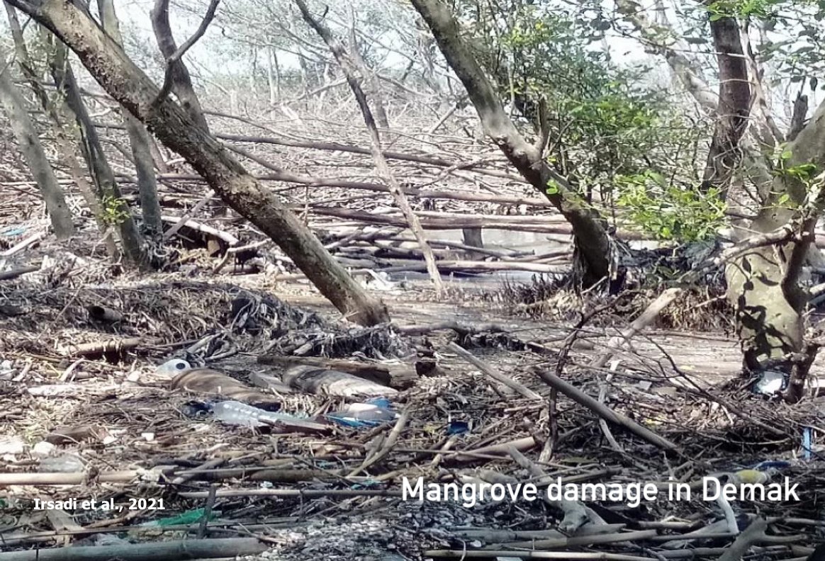 MangroveID's tweet photo. In fact, the destruction of mangrove forests has several negative consequences, such as the loss of settlements due to abrasion. Let's check out what is happening in Demak Regency, located in the northern Java coastal area, Indonesia #ALERT #Mangroves #conservation https://t.co/Zh6DfgAuis