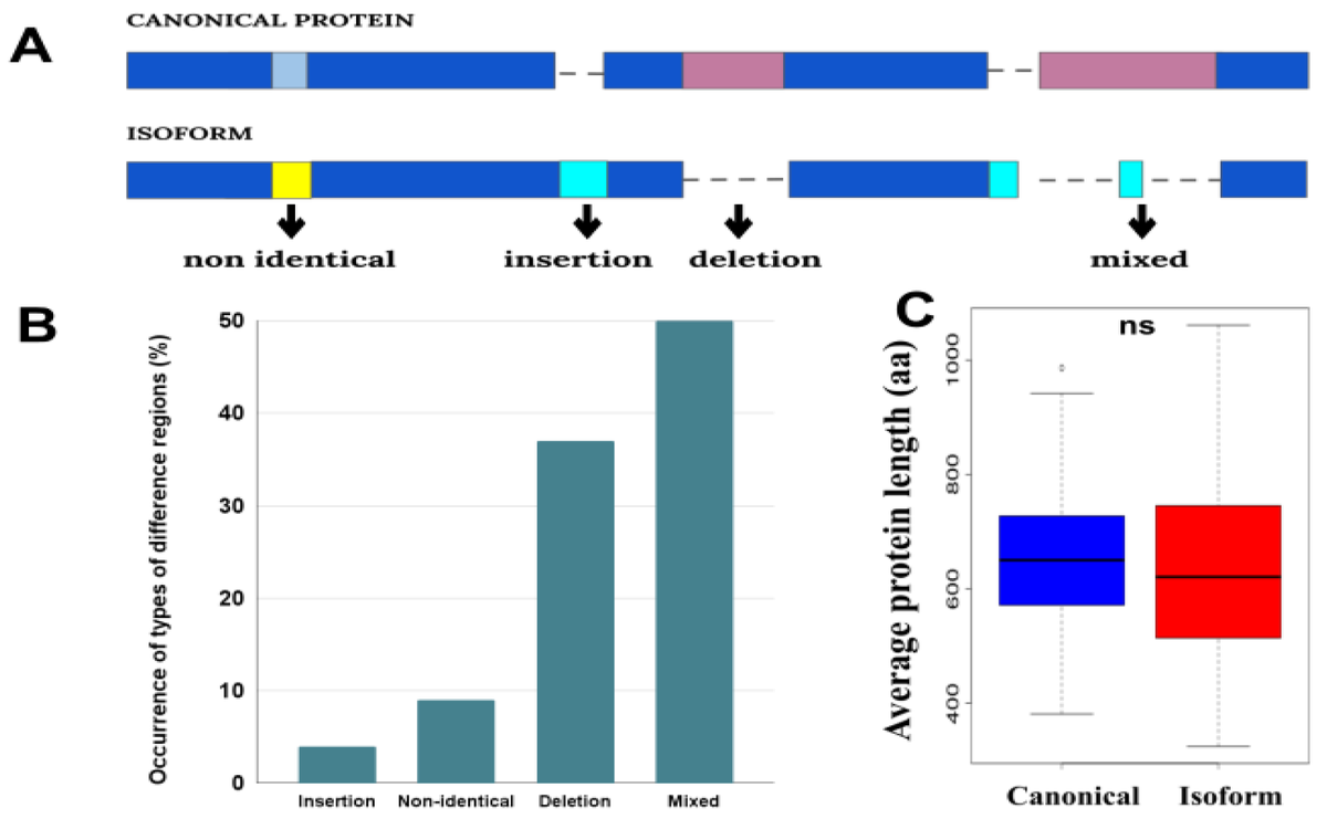 #RecentlyPublished

Welcome to read "The Difference in Structural States between Canonical Proteins and Their Isoforms Established by Proteome-Wide Bioinformatics Analysis" by Zarifa Osmanli, et al. 

The article 👉mdpi.com/2218-273X/12/1…