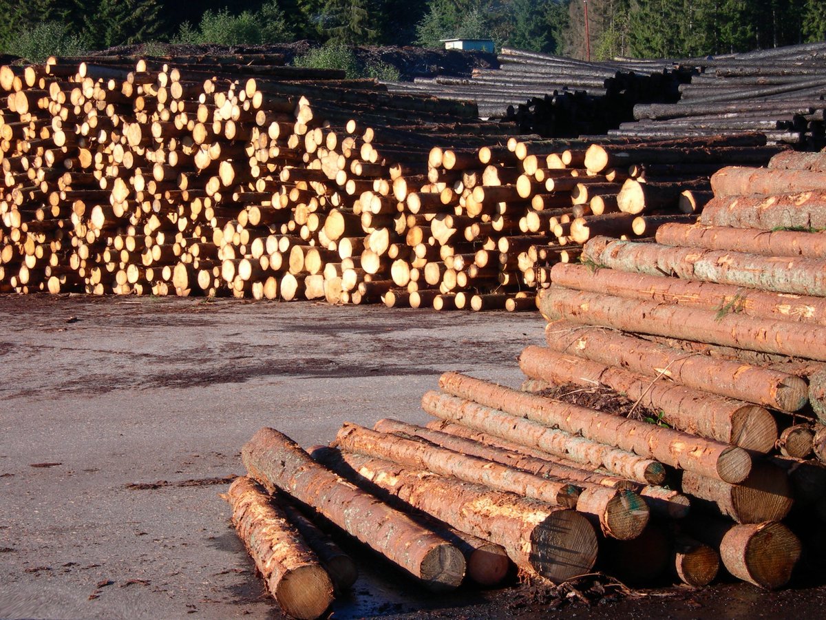 Die #Papierindustrie warnt vor dem Hintergrund der gegenwärtigen #Energiekrise davor, die bestehende Versorgungslücke bei Energieträgern durch #Holz zu schließen. bit.ly/3E9KLxJ