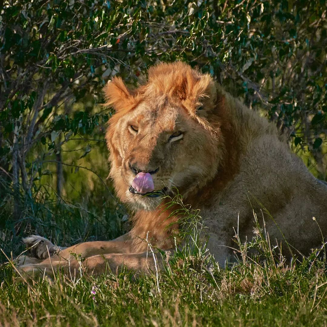 bownaankamal's tweet photo. Spear boy chilling under the bush.
🦁 Masai Mara | Kenya
#biodiversity #natgeoyourshot #natgeowild #natgeo #yourshotphotographer #naturephotographer #naturelover #wildlifeplanet #lions #unique_feature_page #jungleetraveller #EarthCapture #NiFFeature #BBCEarth #picoftheday https://t.co/zslhXS003T