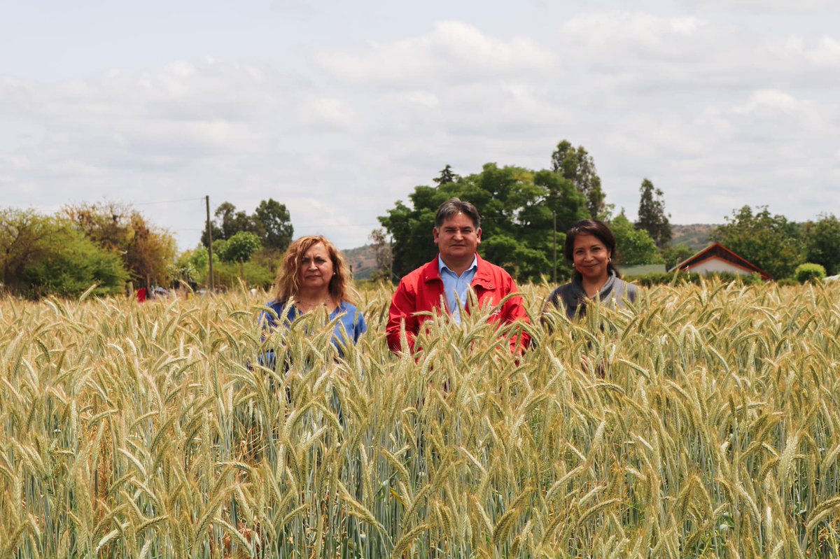 SanPedroMuni's tweet photo. Visita a la Unidad demostrativa, entre Avena para Forraje y semilla Tritricale, cereal de Trigo y Centeno que mantiene una alta resistencia a los Sécanos Costeros. alcalde valoró la labor investigativa que realiza INIA y así el compromiso de una Comunidad más agrosostenible. https://t.co/1CC2pwcE9e