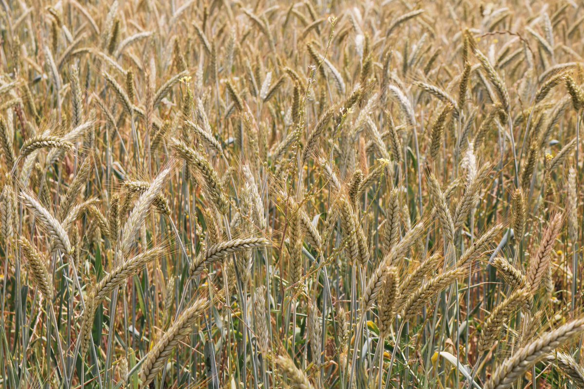 Visita a la Unidad demostrativa, entre Avena para Forraje y semilla Tritricale, cereal de Trigo y Centeno que mantiene una alta resistencia a los Sécanos Costeros. alcalde valoró la labor investigativa que realiza INIA y así el compromiso de una Comunidad más agrosostenible.