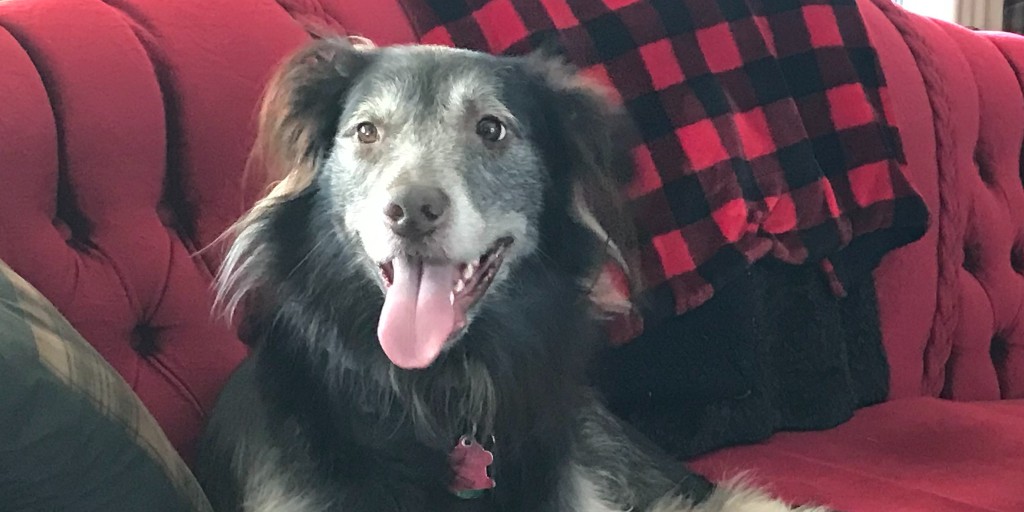 Tweet by Tufts | Cummings School of Veterinary Medicine