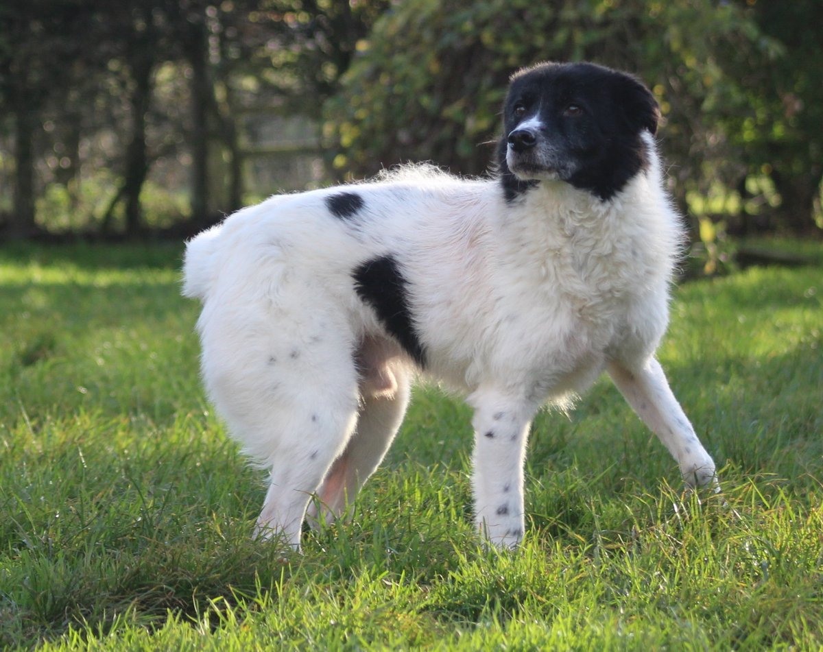 FOSTBCrescue's tweet photo. I love this pic as it proves we can't believe all we see. It looks as if he has no tail, but you can see the tip of his beautiful wagging tail just above his centre back.
#funnyphotos #dogstails #happydogs https://t.co/p6CEsnW8YL