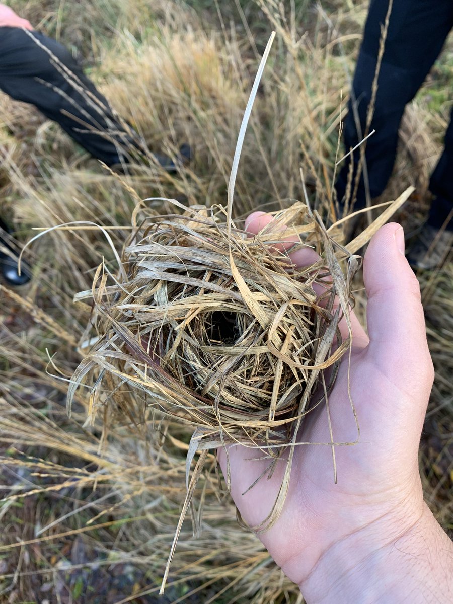 Matt Collis tweet media