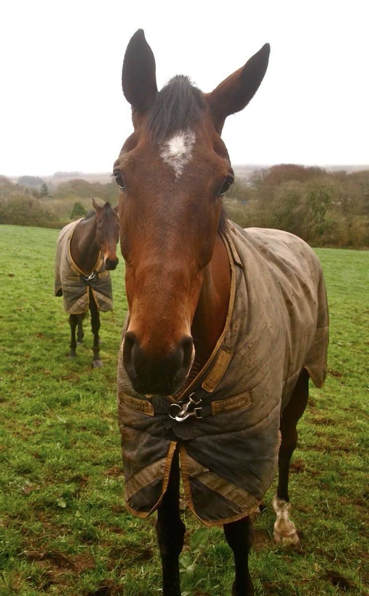 brockham's tweet photo. Said goodbye to Teaforthree today. Thanks to Rebecca and the team for looking after him so well. He was adored. And he had some jump on him. https://t.co/vF57bROcxq