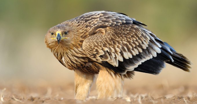 Imperial Eagle behavior