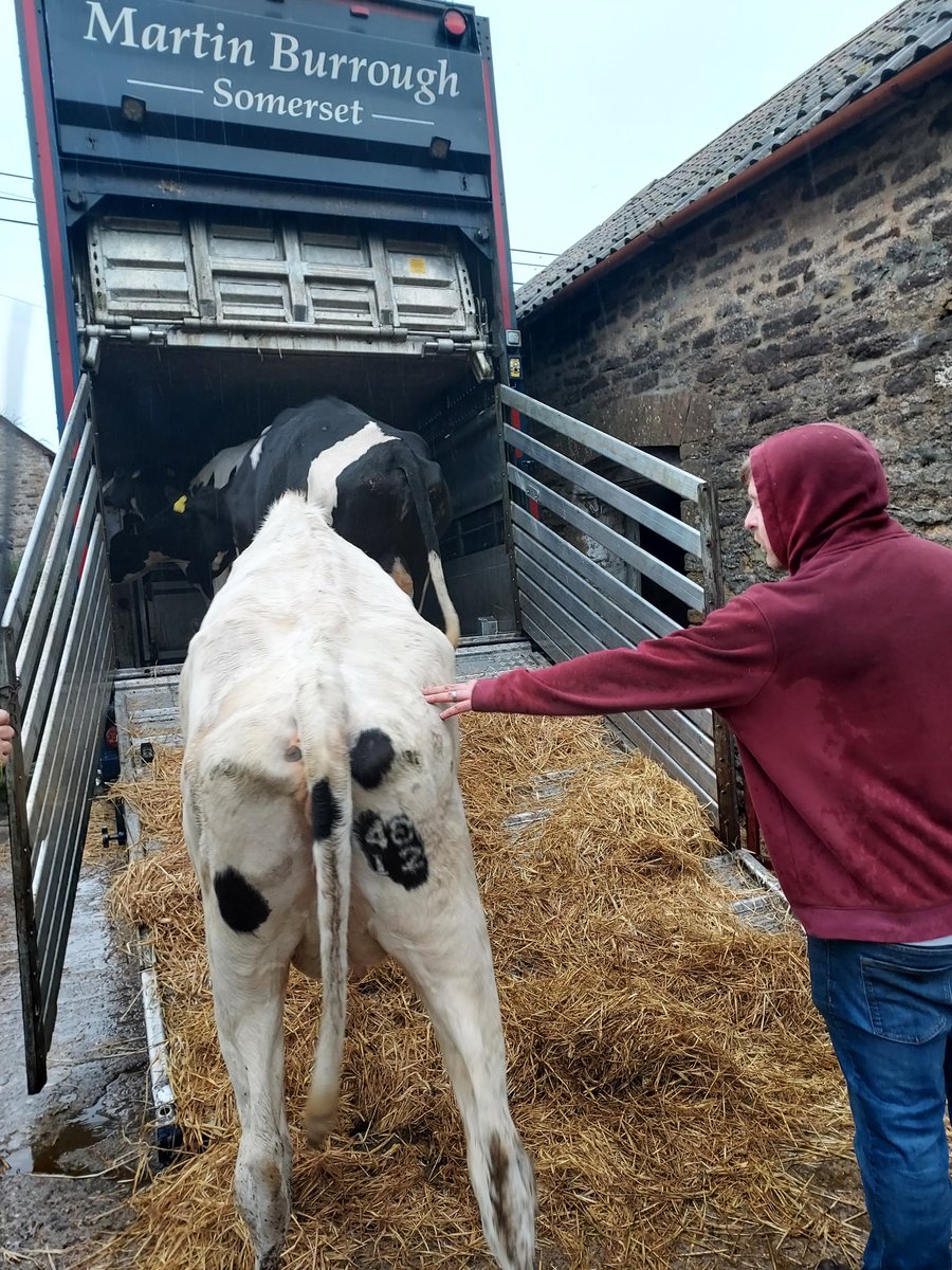 hamishpork's tweet photo. Today mark's the end of 75 years of milking cows on our family farm 
I have been told that unless you milk cows there is no other option that will work 
We will see what will be 
Bit sad for dad at 81 
But https://t.co/D9UHXYpAHV