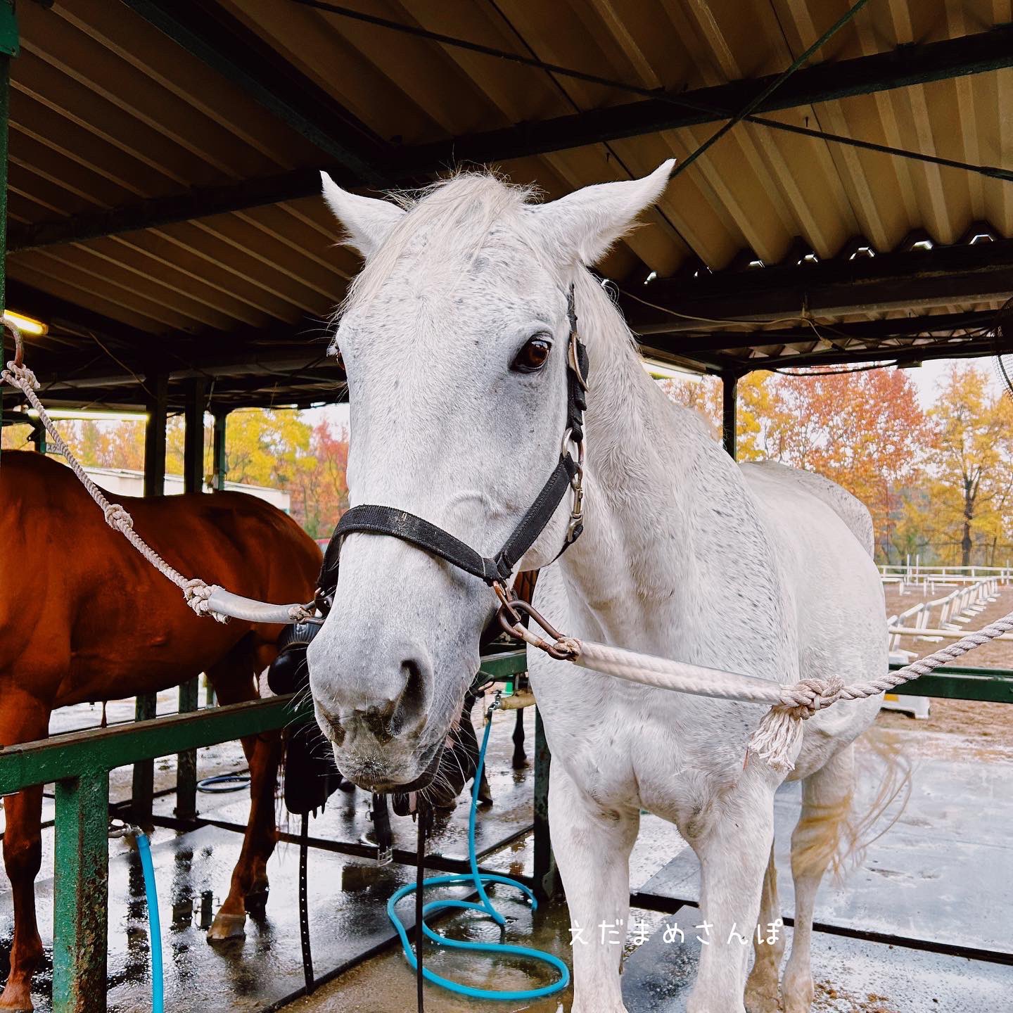 NOEL ASMAR EQUESTRIAN ノエルアスマール コート　乗馬