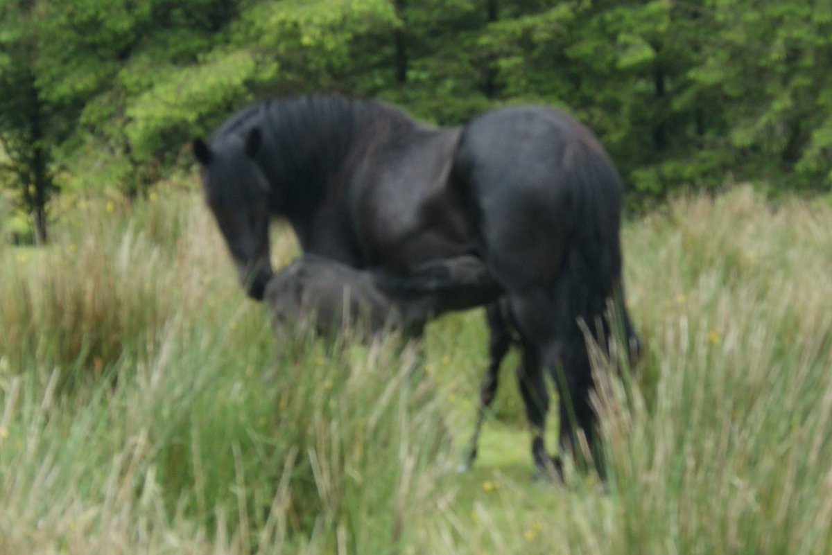 The first photo of the Liddelpark twin Fell ponies 8th June this year. Fell ponies are a rare breed, and surviving twins are very rare. #rarebreeds #RBST #Fellponies #nativeponies #cutefoals