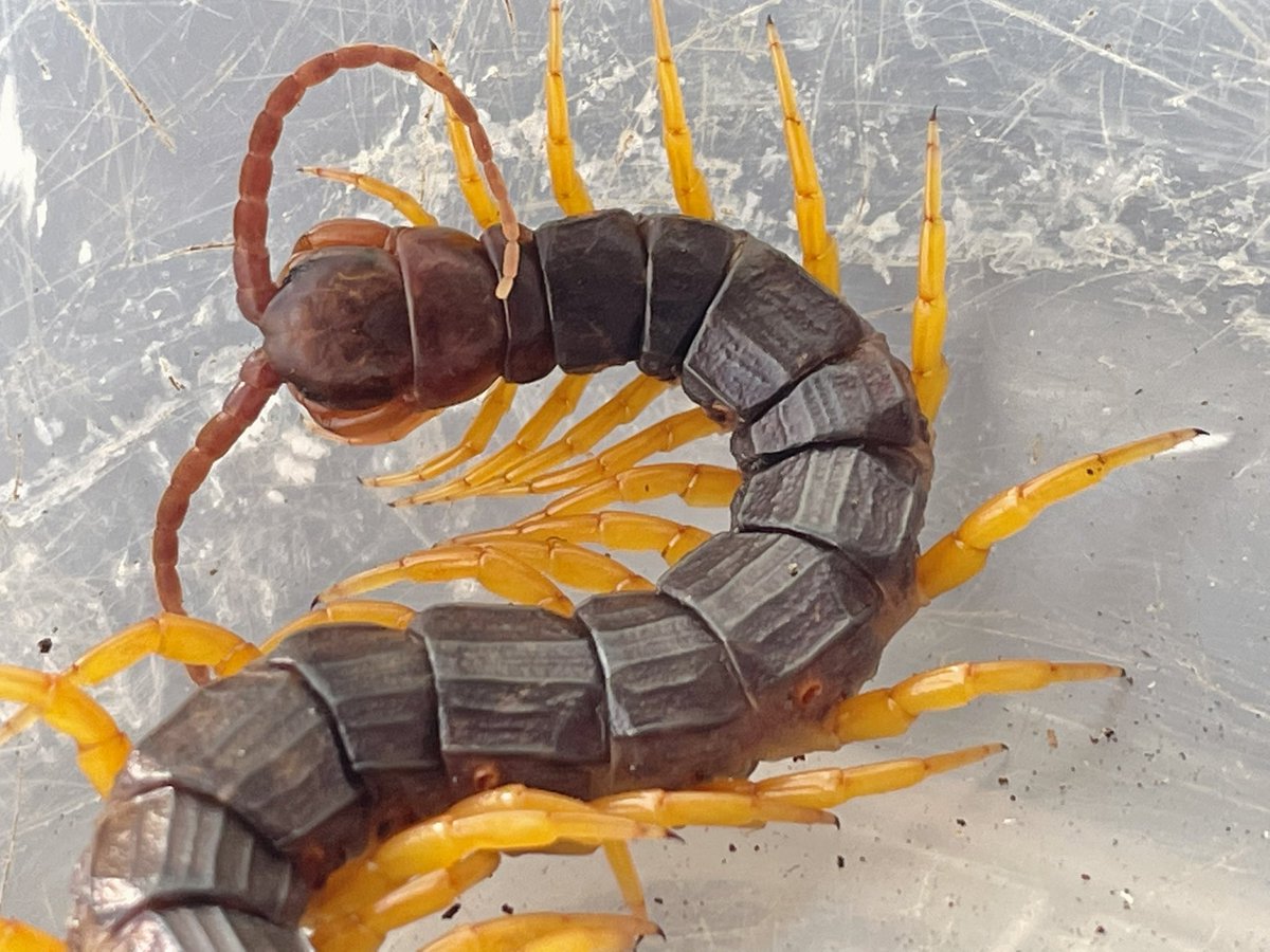 Invertebrate Alipes Grandidieri Checkup One Of The Most Unique And Beautiful Centipedes T Co J4hivnvhb2 Twitter