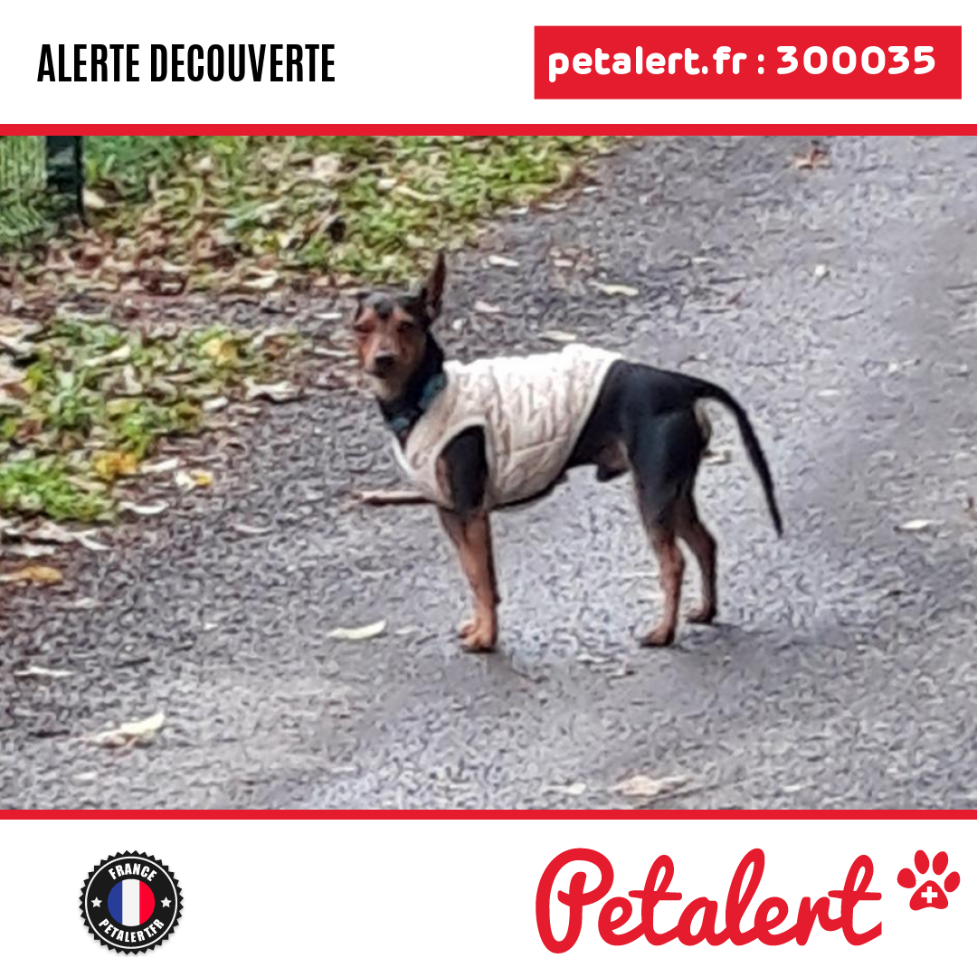 petalert_france's tweet photo. Trouvé #Chien #Meuse #ThiervilleSurMeuse #Petalert #PetAlert55 / https://t.co/hxS1q5M9jp https://t.co/6ysgW3dSal