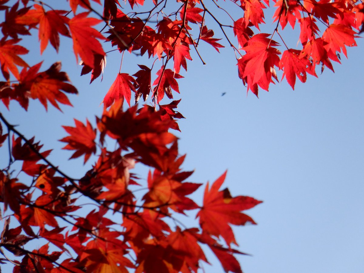 float_fuji_sup's tweet photo. 紅葉散歩🍁わたしがみた🍂暖色特集2022笑🧡
#紅葉 #暖色 #自然 #色 #11月 #年に1度の絶景 #芸術の #nature #autumnaltints #fall #float_fuji_sup #floatfujisupclub #koyojapan https://t.co/2R1AqfVrkN