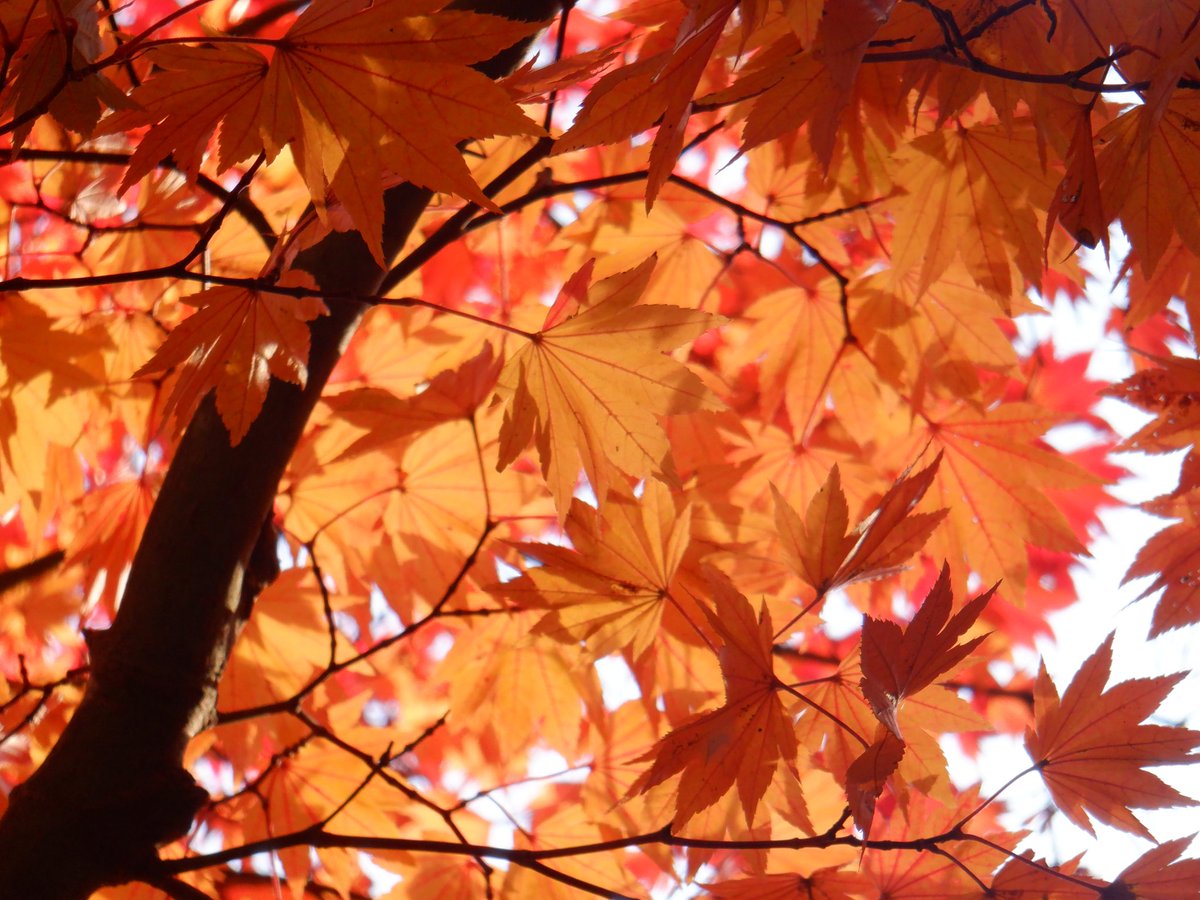 float_fuji_sup's tweet photo. 紅葉散歩🍁わたしがみた🍂暖色特集2022笑🧡
#紅葉 #暖色 #自然 #色 #11月 #年に1度の絶景 #芸術の #nature #autumnaltints #fall #float_fuji_sup #floatfujisupclub #koyojapan https://t.co/2R1AqfVrkN