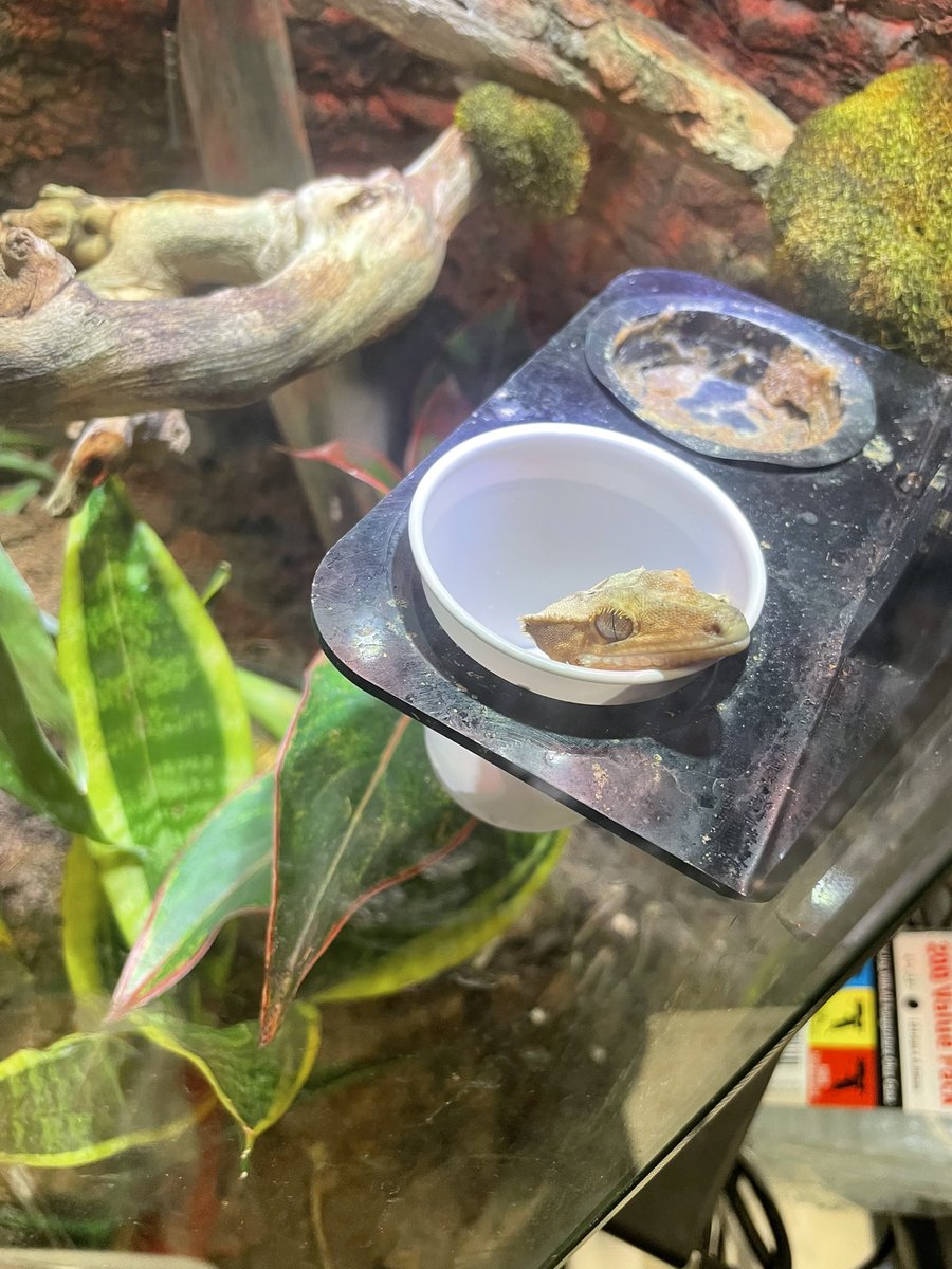 KWBPascal's tweet photo. Anyone else ever eat so much that they fall asleep in their food bowl? https://t.co/KNmvE6Ag4G