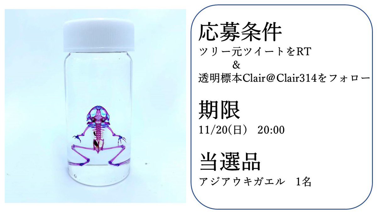 透明標本 透明工房 シャコ balliquiver.com.br