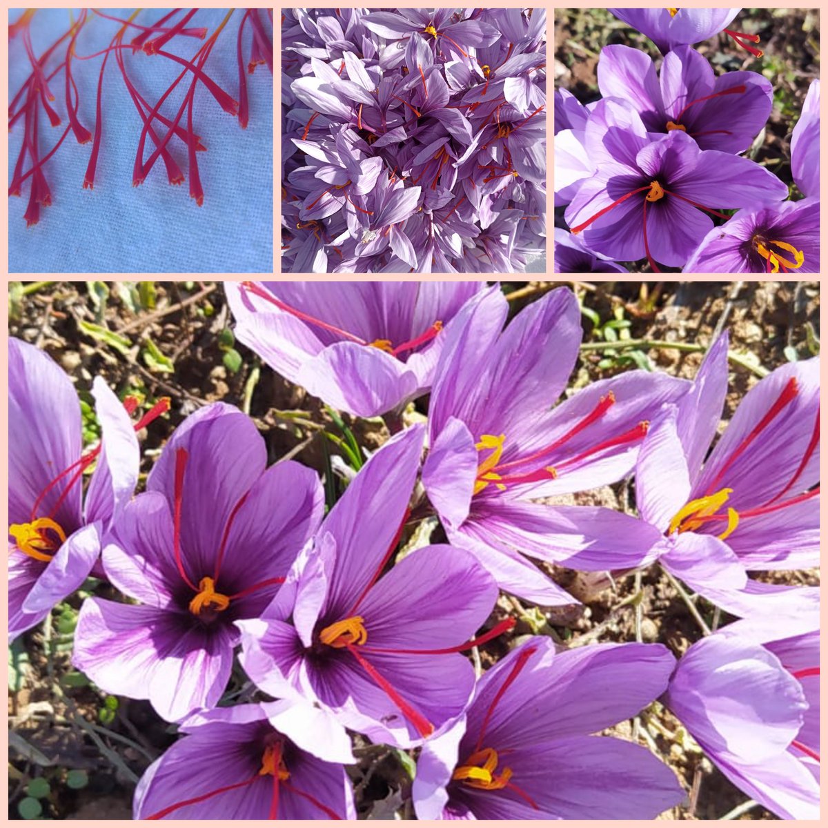 OgmTab's tweet photo. SAFRAN
Crocus sativus L.
 Sonbaharda yaprakları ile birlikte mor renkli çiçekler açar.Çiçekler açınca toplanıp kurutulan stigmalar bitkinin kullanılan kısmıdır.
Şifa kaynağı safran bitkisinin üretim deneme çalışmaları merkezimizde yapılmaktadır
@OGMgovtr 
@eskisehirobm https://t.co/9ASGahAwoi