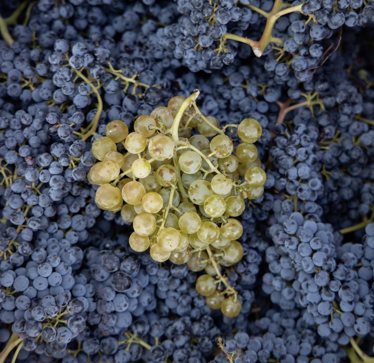 VINPepeRaventos's tweet photo. The Xarel·lo variety &amp; the Bastard Negre 
were chosen by #PepeRaventós to experiment in his garage, #Penedés native varieties. 

Four small plots of Vins Pepe Raventós are planted with these varieties, old #vines, which gives them acidity and concentration in their juice. https://t.co/SyWsKWombK