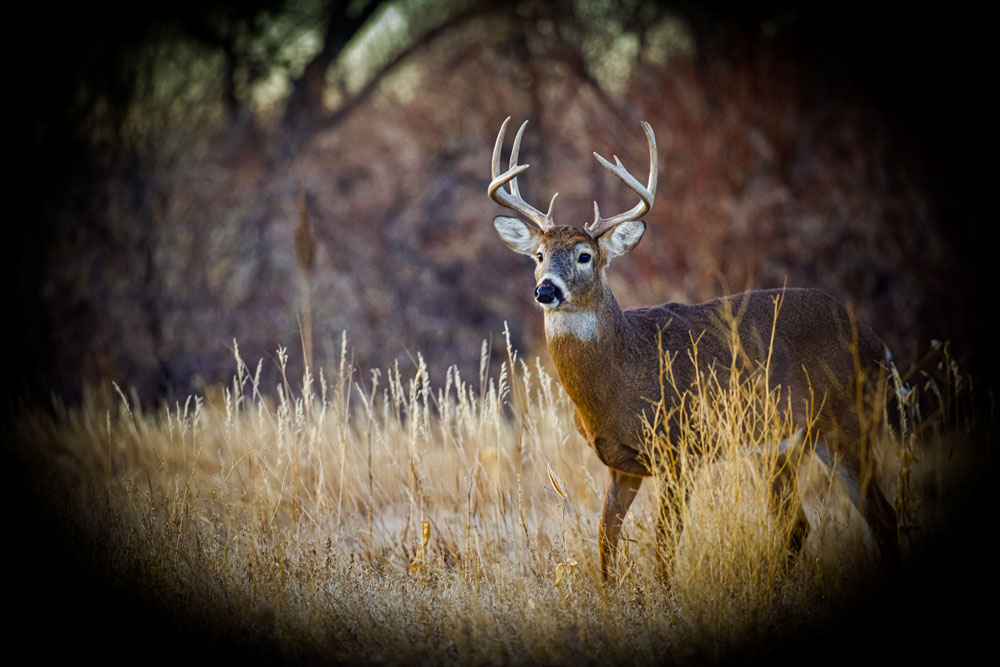 Good luck to all the #Michigan #deer #hunters out there this morning on opening day! May your hearts be glad and your freezers be full this season! 🥩🦌🥩🦌🥩