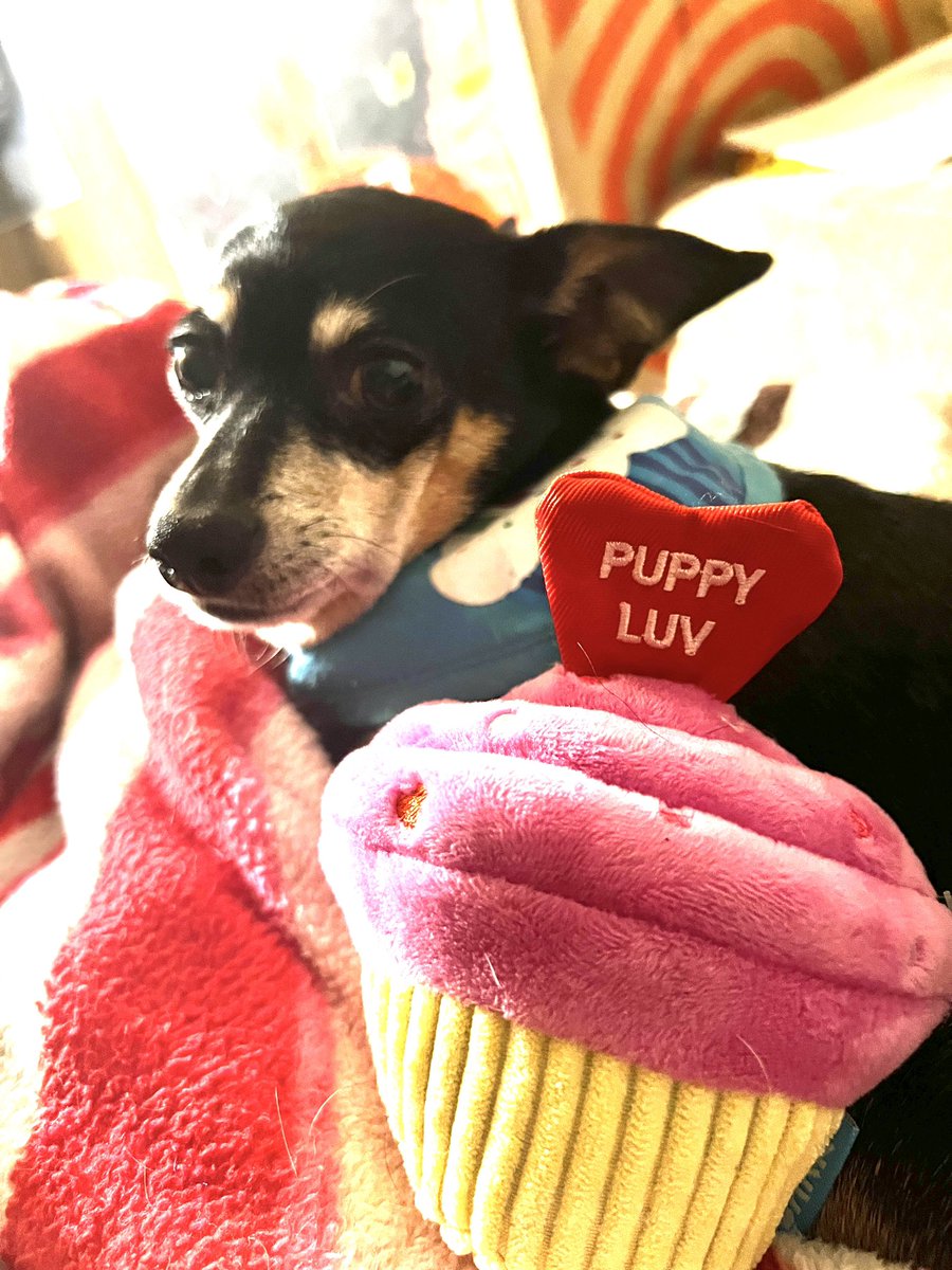 amrichardson9's tweet photo. @mrgnandmarathon Roxie on Saturday. Sending love and hugs https://t.co/TYJU6Xh8AS