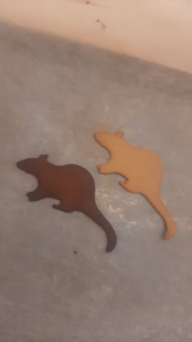 JussiTuomi's tweet image. Miten erottaa isorotan (Rattus norvegicus) ja mustarotan toisistaan (Rattus rattus)? #rotta #tuholaistorjunta #pestcontrol #anticimex