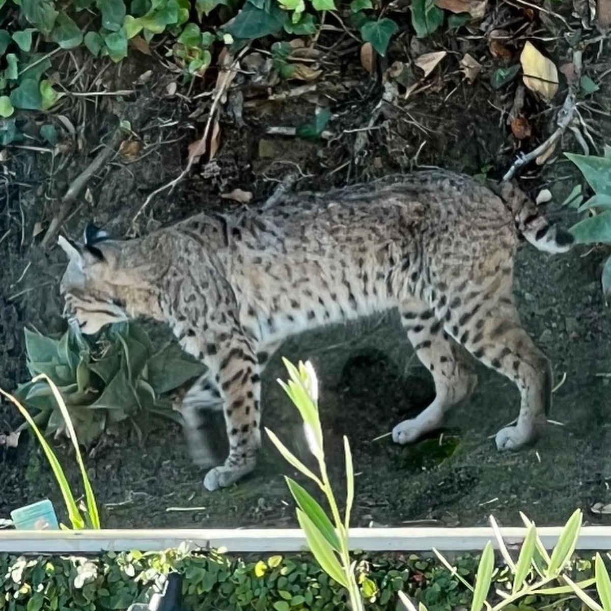 Janie Van Halen tweet media