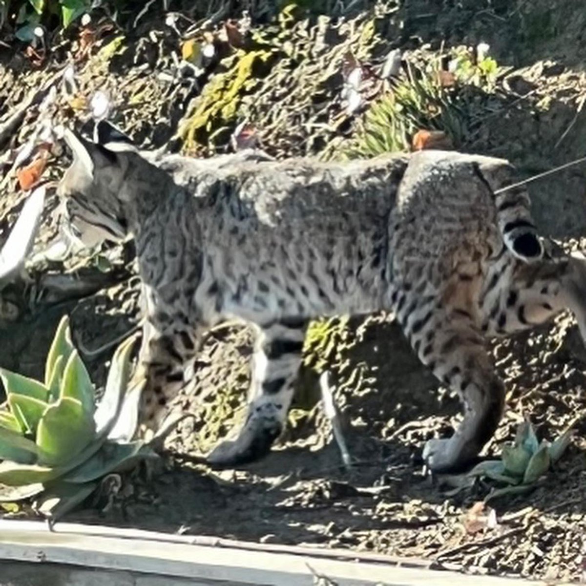 Janie Van Halen tweet media