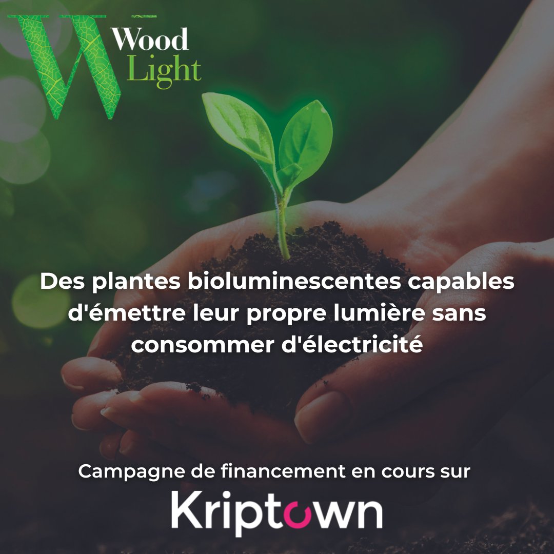Aujourd’hui c’est le lancement officiel de <a href="/SasWoodlight/">Woodlight</a> sur notre plateforme 🚀
Venez participer à hauteur de votre choix pour les soutenir dans leur #démarcheécoresponsable
Rendez-vous sur le lien suivant pour participer au #financement
kriptown.com/project/woodli…