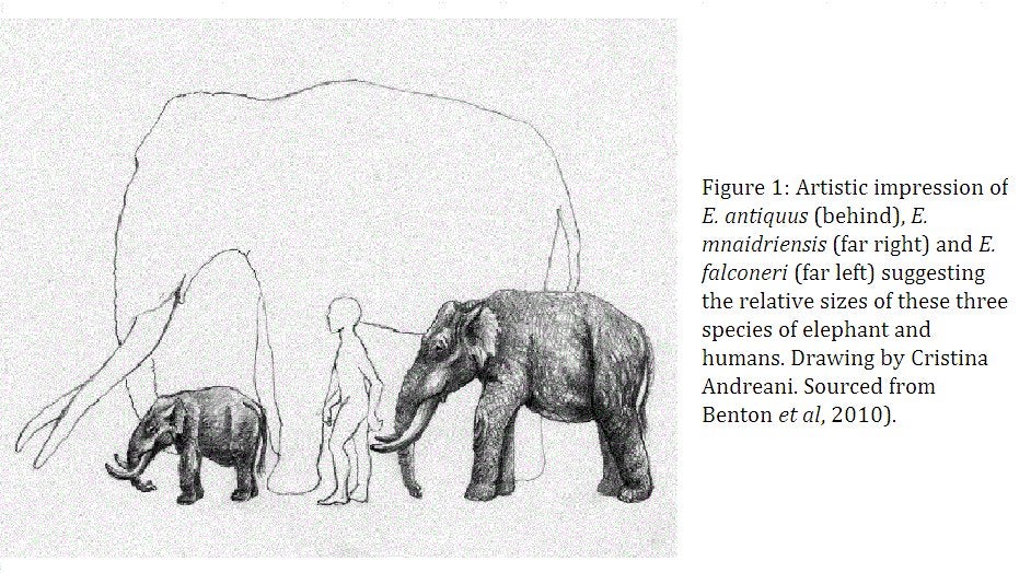 WHAT DO YOU MEAN DWARF ELEPHANTS WERE A THING 