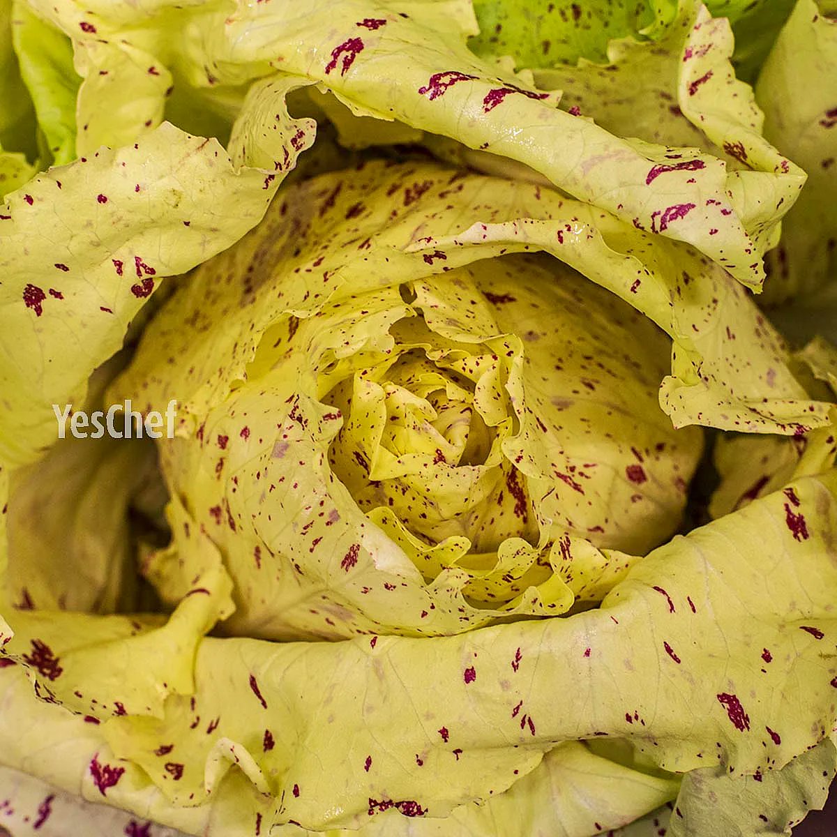 YESCHEFBIZ's tweet photo. CASTELFRANCO available at YesChef.
#yeschef #peelthelove #castelfranco #italianproduce https://t.co/Whrj1D2Gaa