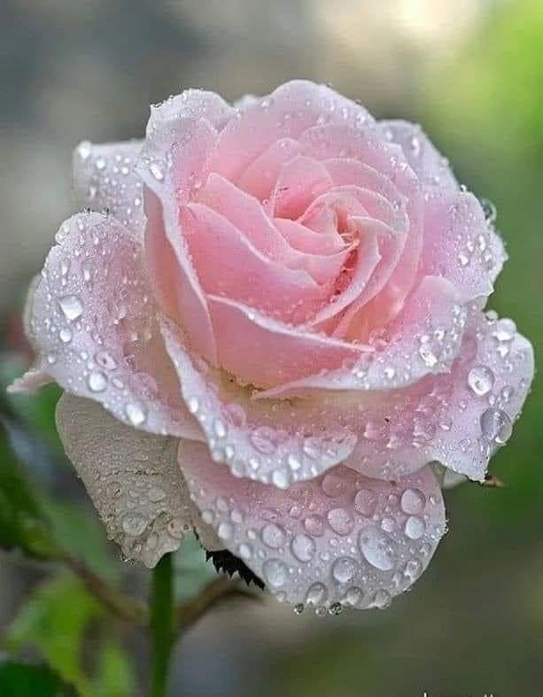 stephanycitlal1's tweet photo. @OyeElDebraye
@PonchoYezka @pao_sasso
@Oye897 @ClubOyeStars
#OyeElDebraye
#PonchoYezka
#PonchoYezka
#CoolturaPop
#EstaCool
poder darte los buenos días https://t.co/90H8X7ZpPm