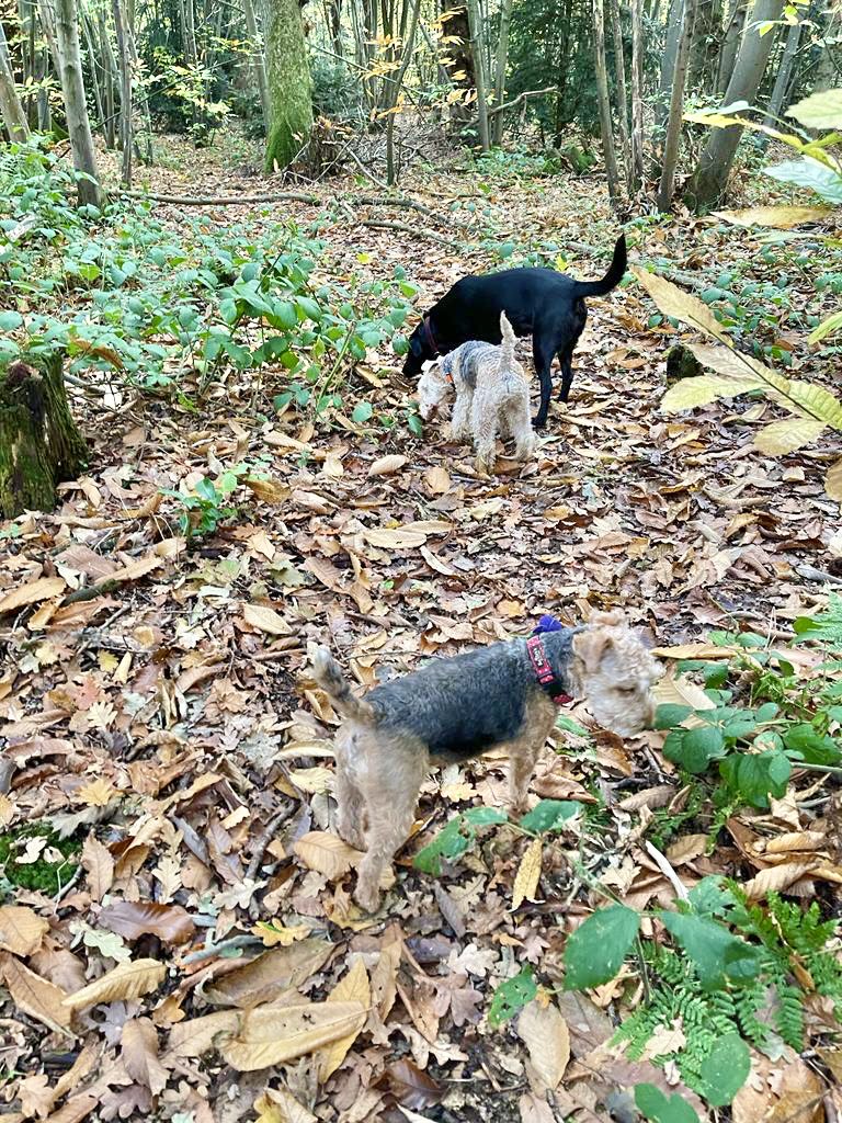 I do love a bit of snuffling with the ladies 💋