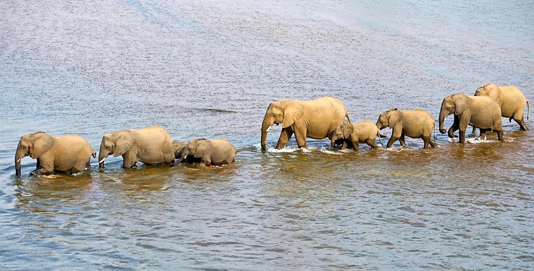 City's🐘 for Elephants & Rhinos🚩 tweet media