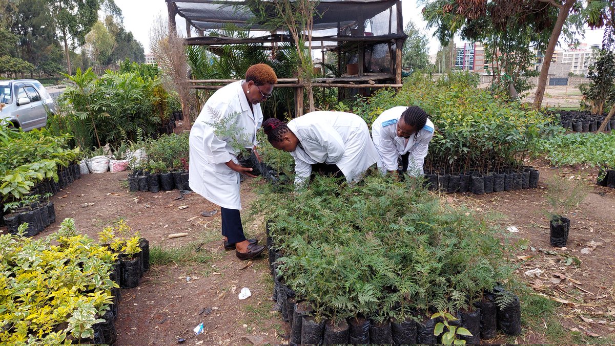 Esther Kanduma tweet media