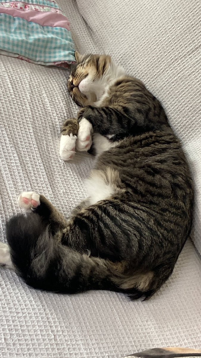 joannelesleywil's tweet photo. @PickliciousF From another floof taled Tabby called Tibby  ❤️ @JaneFallon @PickliciousF https://t.co/ItVhFKLuil
