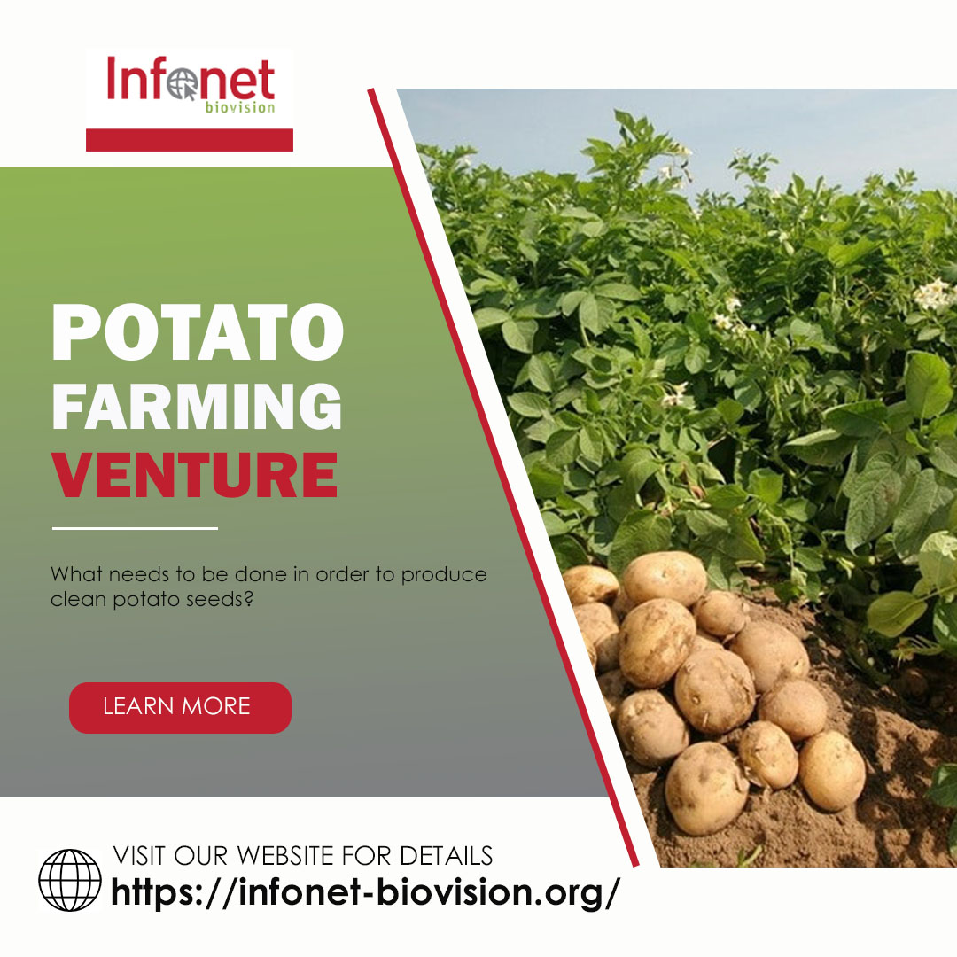 BiovisionAfrica's tweet photo. Potato production is one of the promising enterprises that is increasingly playing a major role in the realization of food security contributing to attainment of the sustainable development goals. 
https://t.co/DWSEjy2qpp

@EOA_Africa @Biovision_FCP @infonetbiovisi1 https://t.co/zkF1iuu8mC