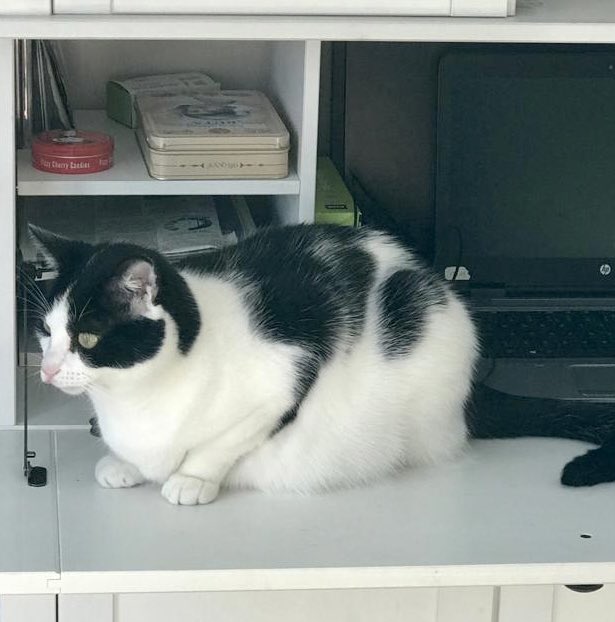 Cathblossom's tweet photo. Our cat Layla got out of the house early hours Sunday 13th November Dublin 7 - Aughrim St. close to NCR. She’s an extremely scared and shy cat 
Do you think you could have a look around your garden if you are in locality just to check it out. Here is a picture #lostcat #CatsLover https://t.co/Fl59TPCR9B