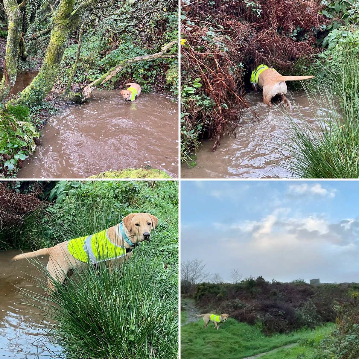 Another nice start to the day here in #Kernow. #CarnBrea views with a #Labrador with her nose in a bush, getting wet and muddy (her favourite pastime)! Wheal Uny engine house views over the way 🤩#autumn2022 #autumncolours @BBCCornwall @bbcweather @beauty_cornwall @VisitKernow