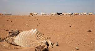 ardi_org's tweet photo. Let's all come together to save the people and take action. sponsor a family to survive the drought #ClimateCrisis #ClimateAction #COP27 https://t.co/yTT7XwsefF