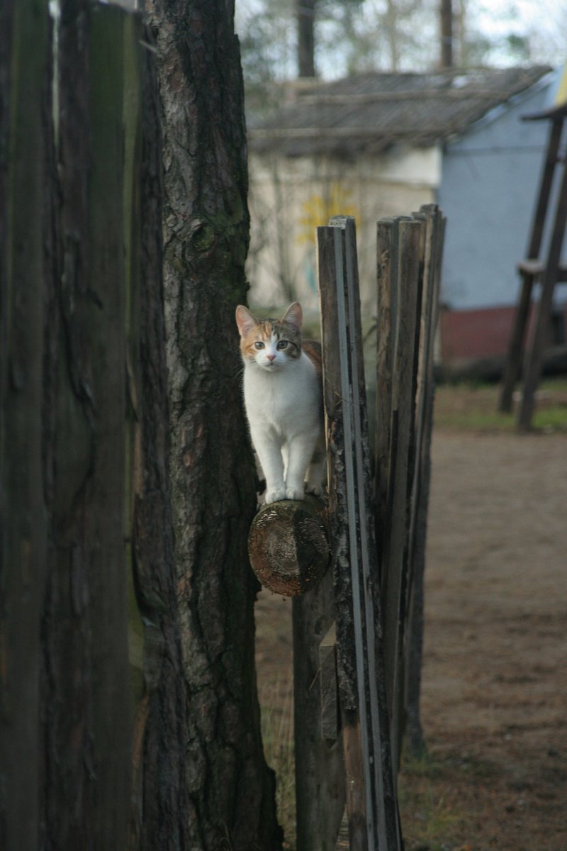 Котовое палит прямо в объектив.
